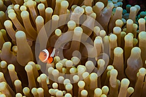 Clow Anemone Fish