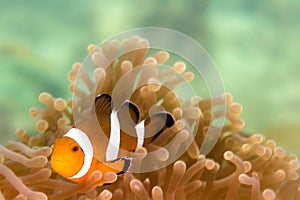 A Clow Anemone Fish