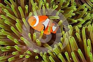 Clow Anemone Fish