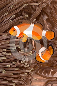 Clow Anemone Fish