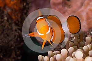 Clow Anemone Fish