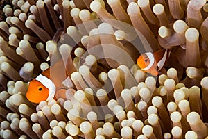 Clow Anemone Fish