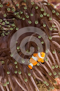 The Clow Anemone Fish