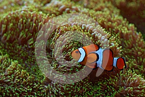 Clow Anemonefish, Amphiprion ocellaris, orange white small fish from Indian and Pacific Oceans. These fish are found in the Indo-