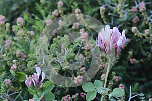 Clower pink flowers in the park.