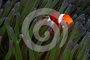 Clowfish at home