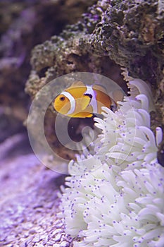 A clowfish on the reef