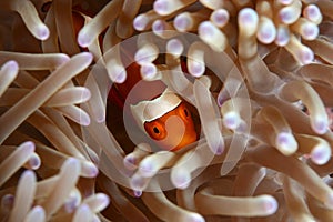 Clown anemone fish