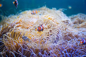 Clown or Anemone Fish swim around Sea Anemones in the sea