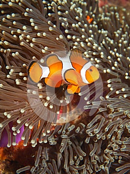 Clown Anemone Fish