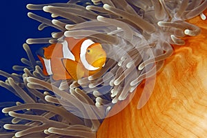 Clown Anemonefish photo