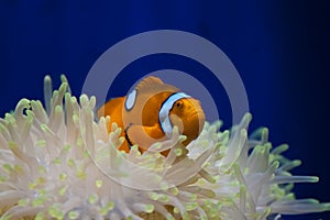 Clown anemonefish