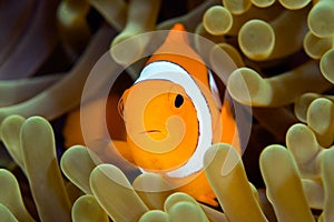 Clown Anemonefish