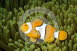 Clown Anemonefish