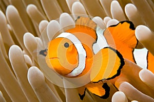 Clown Anemonefish