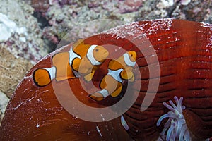 Clown Anemonefish