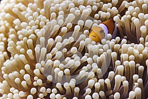 Clown anemonefish (Amphiprion ocellaris) in Andaman Sea