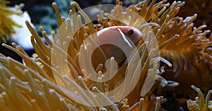 Clown Anemonefish, Amphiprion ocellaris, in Leathery Sea Anemone, heteractis crispa