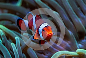 Clown Anemonefish - Amphiprion ocellaris, small beautiful colored ocean fish from Asian and Australian ocean reefs