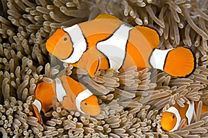 Clown Anemonefish, Amphiprion percula