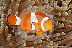 Clown Anemonefish, Amphiprion percula