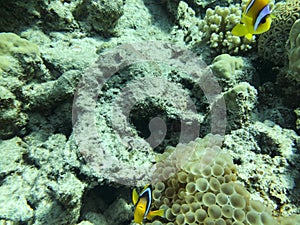 Clown Anemonefish, Amphiprion percula, swimming among the tentacles of its anemone home.