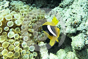 Clown Anemonefish, Amphiprion percula, swimming among the tentacles of its anemone home.