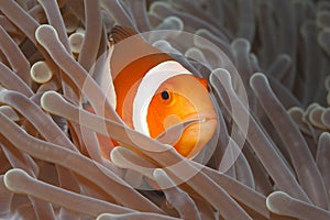 Clown Anemonefish, Amphiprion percula photo