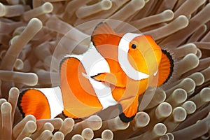 Clown Anemonefish, Amphiprion percula photo