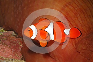 Clown Anemonefish, Amphiprion percula photo