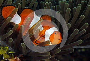 Clown Anemonefish in Anemone