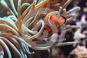 Clown Anemonefish as nemo fish