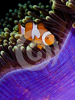 Clown anemonefish hiding in an anemone