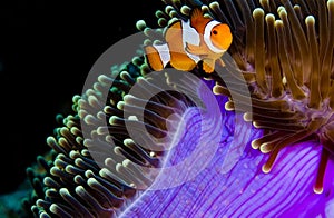 Clown anemonefish hiding in a purple anemone