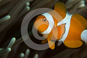 Clown anemonefish in its host anemone