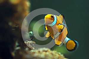 Clown anemonefish, Orange clownfish - Amphiprion percula photo