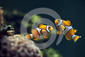 Clown anemonefish, Orange clownfish - Amphiprion percula photo