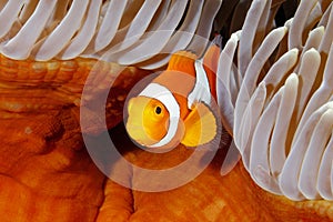 Clown Anemonefish in Sea Anemone