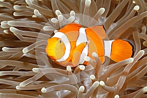 Clown Anemonefish in Sea Anemone