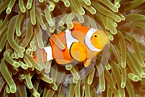 Clown Anemonefish in Sea Anemone