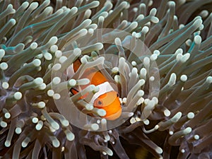 Clown anemonefish at underwater