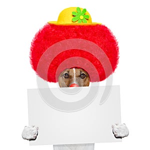 Clown dog with red wig and hat