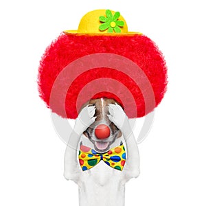 Clown dog with red wig and hat