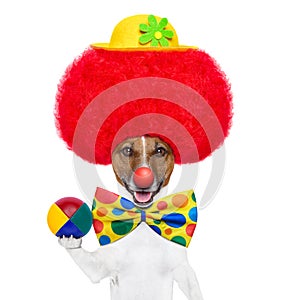 Clown dog with red wig and hat