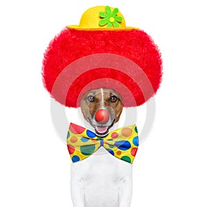 Clown dog with red wig and hat