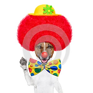 Clown dog with red wig and hat