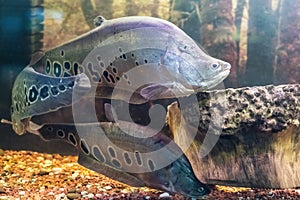 The clown featherback, clown knifefish, or spotted knifefish, Chitala ornata, is a nocturnal tropical fish swimming in the