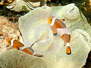 Clown Fish#1