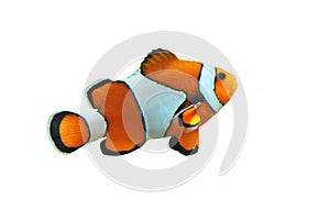 Clown fish