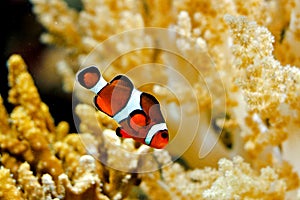 Clown fish